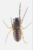 Segestria senoculata